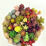 多肉植物＊期間限定!!カラフル寄せ＊チビカット苗＊