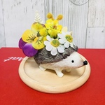 ミモザカモミール🌼ハリネズミさん🦔