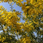 【Huckle Berry Flowers & M's様専用ページ】ミモザ単品