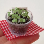 🥦趣味の園芸倶楽部🥦〈ブロッコリーのスプラウト〉