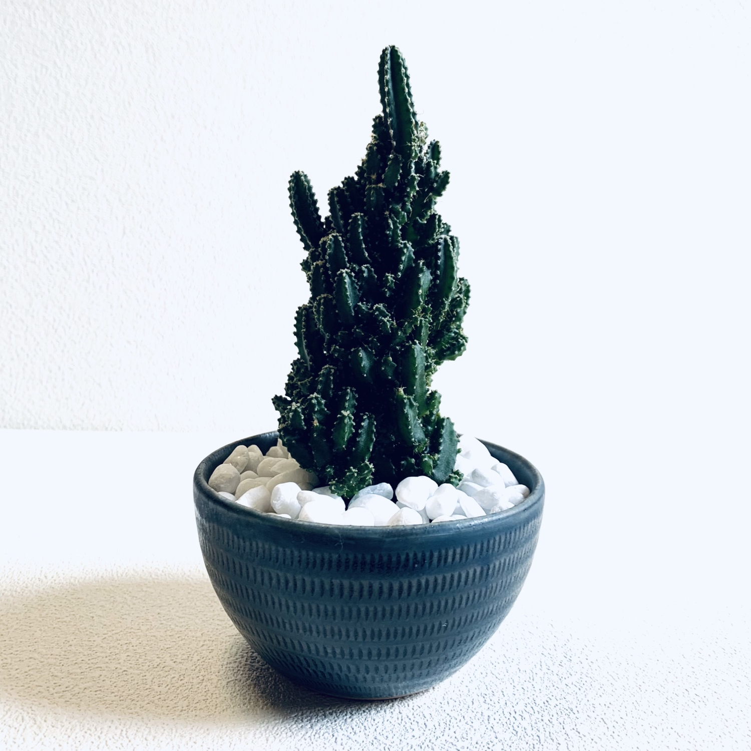 ハイドロカルチャー サボテン セレウス 小石原焼 飛びかんな 陶器 観葉植物 Love Minne 国内最大級のハンドメイド 手作り通販サイト