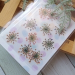 押し花 93　虹色レースフラワー　