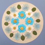 押し花セットB＜組み立てのお花＆ノースポール＆レースフラワー他＞