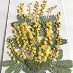ミモザの押し花①