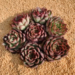 多肉植物　Echeveria ファイヤーフライ