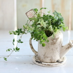 再販★香りふんわりアロマティカの寄せ植え（ギャザリング）