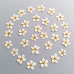 押し花 *No.140* コデマリ30輪