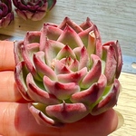 【多肉植物】ファイヤーピラー