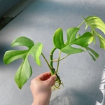 姫モンステラ☆南国☆風水パワー☆観葉植物［苗のみ］送料無料