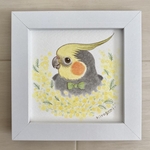 送料込み☆原画ミモザと微笑みのオカメ（ノーマルオカメインコ）水彩画　色鉛筆画　イラスト