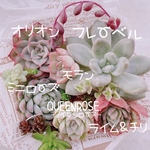 送料無料♡♡ 多肉植物 エケベリア 韓国苗セット 寄せ植えにも♡♡