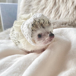 ❁capuche❁ カプチェシフォン♡⃛ホワイト【送料込】