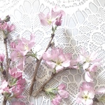 桜 (ケイオウザクラ) さくら ピンクの花 (増量割引中) ドライフラワー ハーバリウム クリアリウム ジェルキャンドル 素材