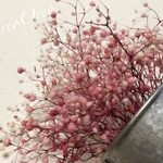 蕾かすみ草 ホワイト×ローズ