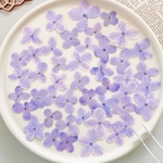 【押し花素材】アナベル　紫