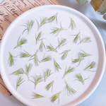 【押し花素材】テマリソウ　　pressed flowers