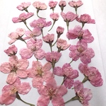 サクラの押し花