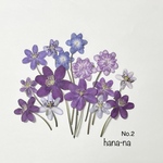 雪割草    カラフル＊15輪❷  ＊ 押し花