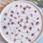 【押し花素材】茎付きレースフラワー　梅ピンク