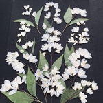 ヒメウツギの押し花