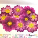 ♡new♡  ♡可愛いジュリアン押し花セット♡ ♡使いやすい少量の押し花セット♡