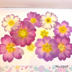 ♡new♡  ♡可愛いジュリアン押し花セット♡ ♡使いやすい少量の押し花セット♡