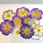 ♡new♡小さめ♡可愛いジュリアン押し花セット♡使いやすい少量の押し花セット♡