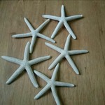 スターフィッシュ (ちょっと大きめ)