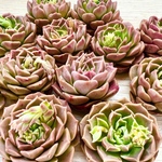 【多肉植物】ソクヨン