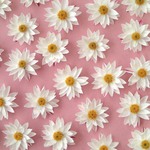 【ペーパーカスケードのドライフラワー　ヘッド12花】