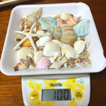 天然貝殻☆可愛いシェルセット