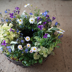 春のふわふわ小花リース型寄せ植え