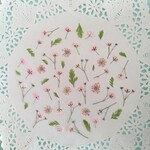 押し花素材500　小花のセット　ミルキーピンク　ブライダルピンク