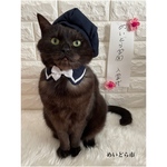ブレザー、猫ちゃんの首輪