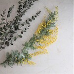 今だけ特価！ミモザアカシア　30cm　no.362