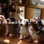 gudetama888さま専用　羊毛フェルト犬M✖️2