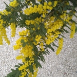 【期間限定】可愛い黄色花✧︎ミモザ(ユーカリ付き)