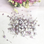 かすみ草    ✽mysterious purple pink✽