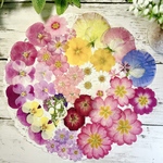 gingzizengti様★ご注文ページ