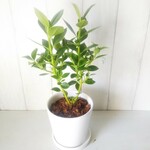 希少種　珍しい　観葉植物　クルシア　ホワイト陶器鉢受皿付　テーブルサイズ　丈夫で育てやすい 受皿プレゼント