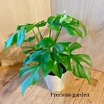 ヒメモンステラ(モンステラ　アダンソニー)　観葉植物