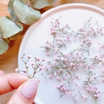 【ドライフラワー】小さなかすみ草　薄ピンク