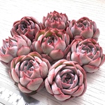 【再再販】【多肉植物】シルエット
