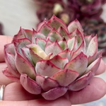 【多肉植物】ムーンガドニス
