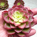 【多肉植物】レッドノーブル