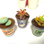 バケツ☆多肉植物