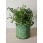 ☕︎*. For Your Herb Tea ☕︎*.ティー缶ポットハーブティー用寄せ植え
