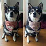 リバーシブルバンダナ+200円で保冷剤ポケット付き　飼い主さんとお揃いあり