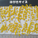 押し花　素材　花いろいろ(ミモザ)(１５枚)　１３８