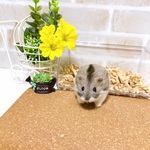 伏せポーズ *ノーマルカラー*ジャンガリアンハムスター<羊毛フェルト>
